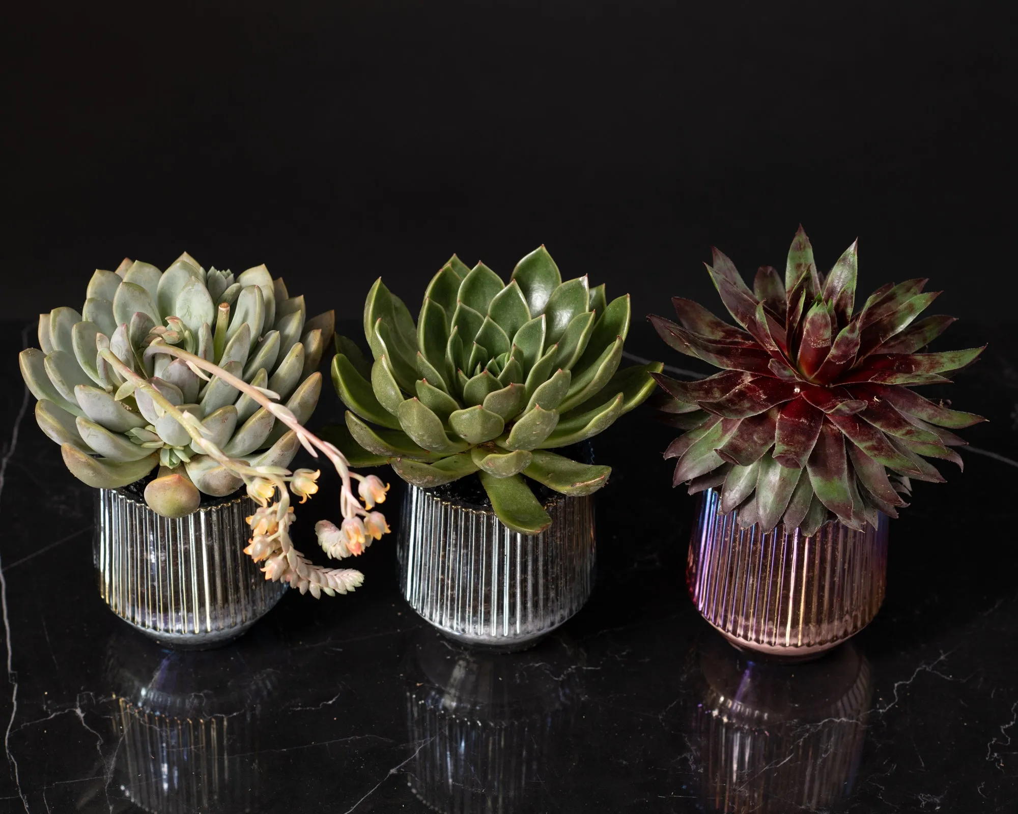 succulent trio iridescent containers