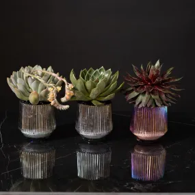 succulent trio iridescent containers