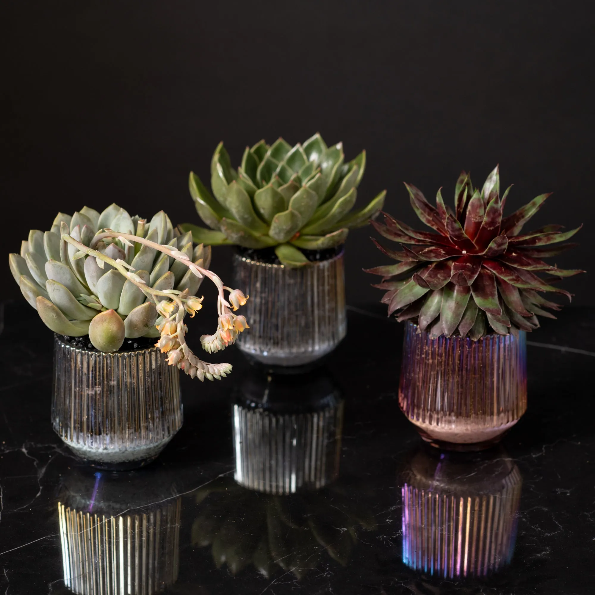 succulent trio iridescent containers